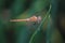 Dragon fly brown in colour holding a green grass and feeding on it . macro shot of dragonfly with transparent wings.