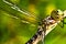 A dragon fly, a bubble tube has just slipped out of t e larva, the nymph and is drying at a small piece of wood