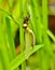 A dragon fly, a bubble tube has just slipped out of t e larva, the nymph and is hanging and drying on it`s own larva