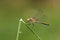 Dragon-fly female Sympetrum danae