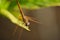 Dragon fly on a jasmine tree leaf