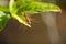 Dragon fly on a jasmine tree leaf