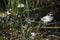 Dragon Fly perched on grass reed with Bokeh