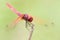 A dragon fly resting on a dry stem