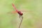 A dragon fly resting on a stem