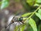 Dragon fly siting on the green leaves and green background in the garden