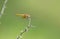 Dragon Fly on Thorny Branch of Plant