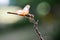 Dragon fly  on twigs in tropical garden , taken using macro  technique.