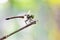 Dragon fly  on twigs in tropical garden , taken using macro  technique.