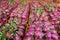 Dragon fruit, agricultural product, Vietnam