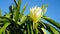 Dragon fruit blooms above the blue sky