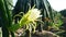 The dragon fruit blooms with the background of ripe red fruits