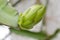 Dragon fruit bud on tree, detail