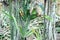 Dragon fruit cultivation with virus disease in sri lanka