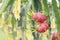 Dragon fruit field or  Landscape of pitahaya field, A pitaya or pitahaya is the fruit of several cactus species indigenous to the