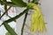 Dragon fruit flower blomming on tree in the garden