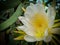 Dragon Fruit Flower In Bloom 