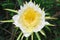 Dragon fruit flower on blooming (hylocereus cactaceae)