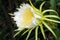 Dragon fruit flower on blooming (hylocereus cactaceae)