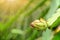 Dragon fruit flower bud with water drops.