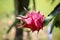 Dragon fruit flower growing from the cactus like stem on fruit tree