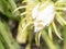 Dragon fruit flowers blooming with bees and insect to nectar;Hylocereanae,Cactaceae