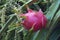 Dragon fruit. Fruit of white-fleshed pitahaya cactus & x28;Hylocereus undatus& x29;