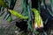 Dragon fruit Hylocereus Undatus is flowering. This cactus type flower blooming at night and bending on during the day