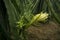 Dragon Fruit Literally Blooms in Vietnam