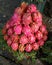 Dragon fruit in the market for selling
