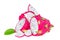 Dragon fruit or Pitaya  on white background.  Summer tropical dragoon  pieces close up