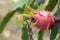 Dragon fruit on plant, Raw Pitaya fruit on tree, A pitaya or pitahaya is the fruit of several cactus species indigenous to the