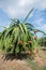 Dragon fruit plantation in Vietnam