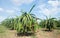 Dragon fruit plantation in Vietnam