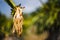 Dragon fruit\'s drying flower