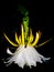 Dragon fruit's flower in the garden looks night queen flower.