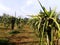 Dragon fruit tree at fruit farm srilanka