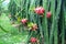 Dragon fruit tree with ripe red fruit on the tree for harvest
