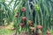 Dragon fruit tree with ripe red fruit on the tree for harvest