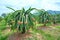 Dragon fruit tree with ripe red fruit on the tree for harvest