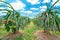 Dragon fruit tree with ripe red fruit on the tree for harvest