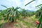 Dragon fruit tree with ripe red fruit on the tree for harvest