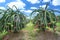 Dragon fruit tree with ripe red fruit on the tree for harvest