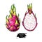 Dragon fruit vector drawing. Hand drawn tropical food illustration. Pink summer dragonfruit.