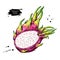 Dragon fruit vector drawing. Hand drawn tropical food illustration. Pink summer dragonfruit.