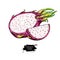 Dragon fruit vector drawing. Hand drawn tropical food illustration. Pink summer dragonfruit.