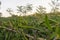 Dragon fruit vine farm plant lush foliage in the Philippines