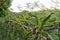 Dragon fruit vine farm plant lush foliage tropical