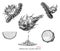 Dragon glass fruit hand drawing vintage style black and white clip art