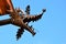 Dragon head made of plate metal as gutter spout gargoyle on residental building.